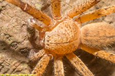 spider closeup