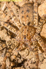 spider closeup