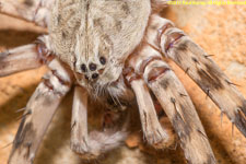 spider closeup