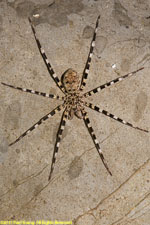 spider