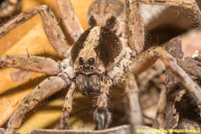 spider closeup