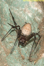 spider