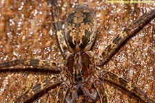 spider closeup