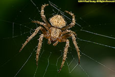 spider