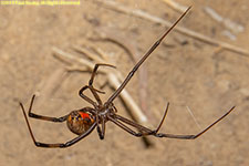 spider