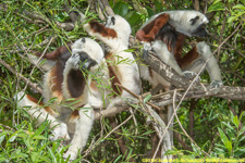 sifakas eating