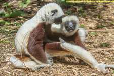 sifakas grooming