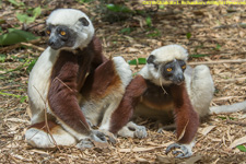 sifakas