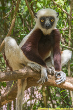 sifaka