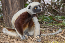 sifaka