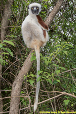 sifaka