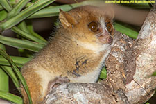 mouse lemur