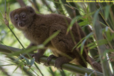 bamboo lemur