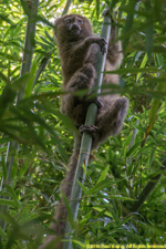 bamboo lemur