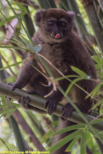 bamboo lemur