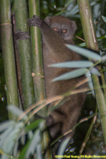 bamboo lemur