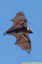 in flight