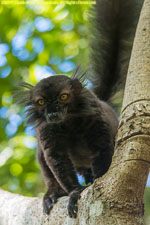 male black lemur