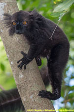 male black lemur