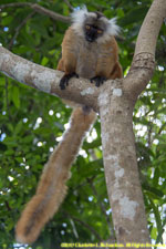 female black lemur