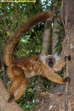 female black lemur