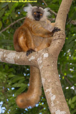 female black lemur