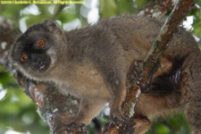 brown lemur