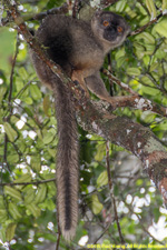 brown lemur