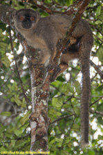 brown lemur