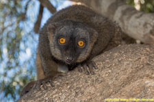 brown lemur