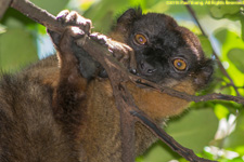 brown lemur