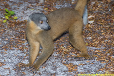 brown lemur