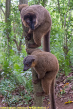 brown lemurs