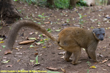 brown lemur on the ground