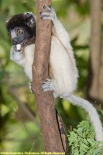 baby sifaka