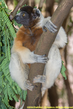 sifaka