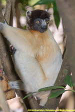 sifaka