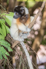 baby sifaka