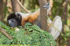 sifaka eating