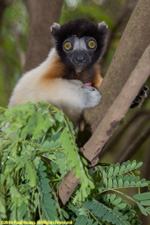 sifaka