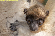 infant crowned sifaka