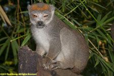 crowned lemur