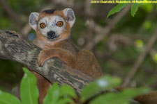 crowned lemur