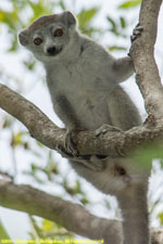 female crowned lemur