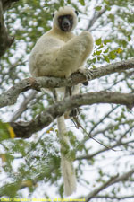 sifaka