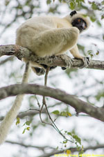 sifaka