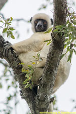 sifaka