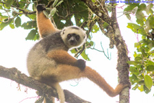 sifaka