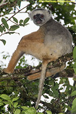 sifaka