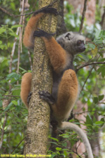 sifaka